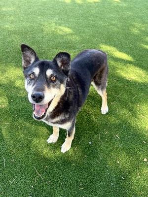 BUSTER, Labrador Retriever / Husky, adult, available for adoption