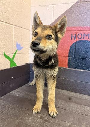 DARLA, German Shepherd Dog, young, available for adoption