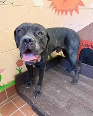 HOPPER, Mastiff / Cane Corso Mastiff, adult, available for adoption