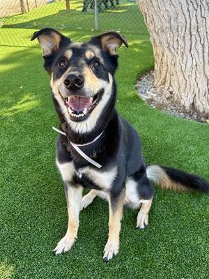 HARLEY, German Shepherd Dog, adult, available for adoption