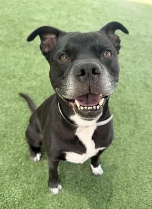 LOKI, Pit Bull Terrier / Labrador Retriever, adult, available for adoption