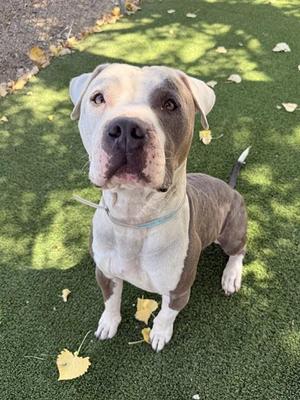 BIG MEECH, Pit Bull Terrier, adult, available for adoption