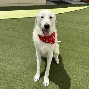 A white dog wearing a red bandana with a pattern, sitting on artificial grass.