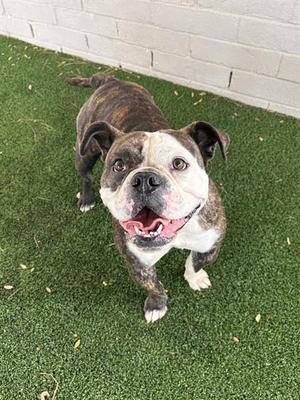 MARGE, English Bulldog, adult, available for adoption