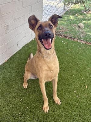 FLOWER, Belgian Shepherd Malinois, adult, available for adoption