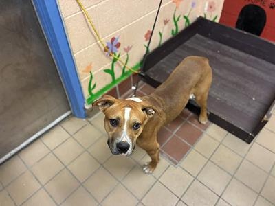 JR, Pit Bull Terrier, young, available for adoption