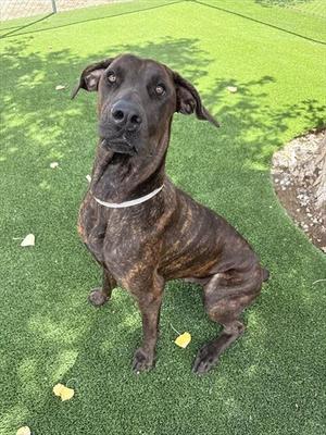 A brindle-colored dog with a white collar sitting on artificial grass.