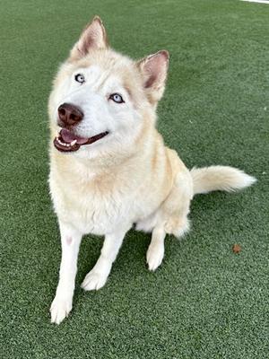 ATHENA, Husky, adult, available for adoption