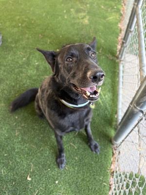 KATSU, Belgian Shepherd Malinois, adult, available for adoption