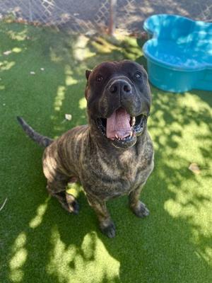 BUTCH, Presa Canario, adult, available for adoption