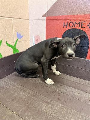 PENGUIN, Pit Bull Terrier, puppy, available for adoption