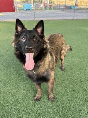 FLINT, German Shepherd Dog, young, available for adoption