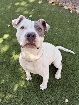 BELLA, Pit Bull Terrier, adult, available for adoption