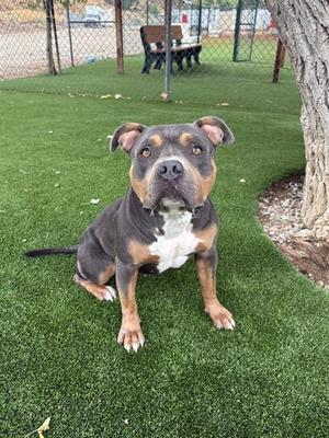A black and brown dog with a white chest sitting on green artificial grass in a fenced area.