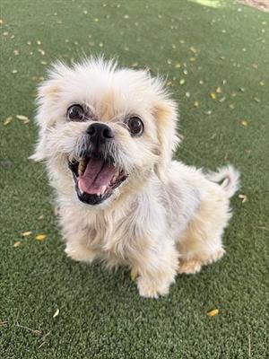 CHERI, Brussels Griffon, senior, available for adoption