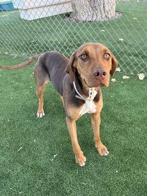 A brown and black dog with a white chest standing on green grass, looking at the camera.