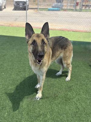 NARI, German Shepherd Dog, adult, available for adoption