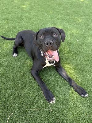 GLASS, Cane Corso Mastiff, young, available for adoption