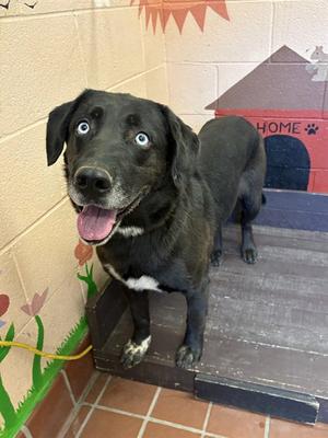 CRUZ, Labrador Retriever, adult, available for adoption