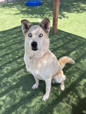KEYTO, Siberian Husky, senior, available for adoption