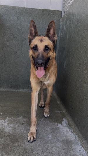 MAX, German Shepherd Dog / Belgian Shepherd Malinois, adult, available for adoption