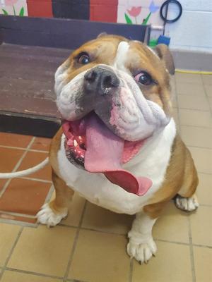 A brown and white bulldog with a pink tongue sticking out, sitting on a tiled floor.