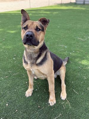 BUMBLE, German Shepherd Dog, adult, available for adoption