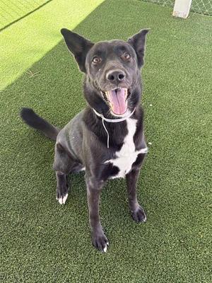 ORCHID, Australian Kelpie, adult, available for adoption