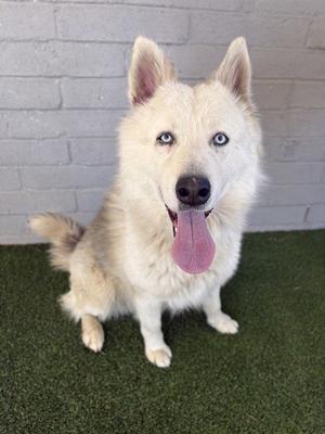 CLYDE, Husky, adult, available for adoption