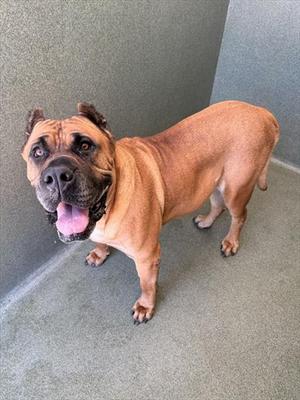 GIGI, Presa Canario, adult, available for adoption