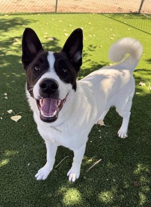 KENZO, Akita, young, available for adoption