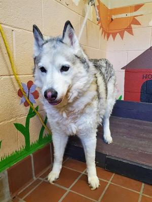 MIA, Siberian Husky, senior, available for adoption