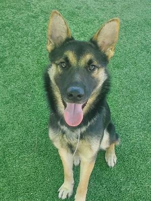 A German Shepherd dog sitting on green artificial grass with its tongue out.