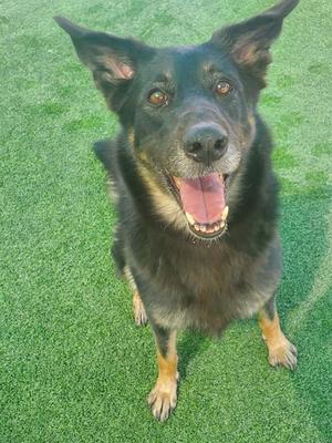 A black and tan dog with perked ears and a happy expression, sitting on green artificial grass.