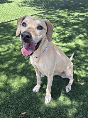 GINGER, Labrador Retriever, senior, available for adoption