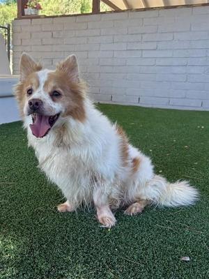 A fluffy white and brown dog sitting on green artificial grass with a white brick wall in the background.