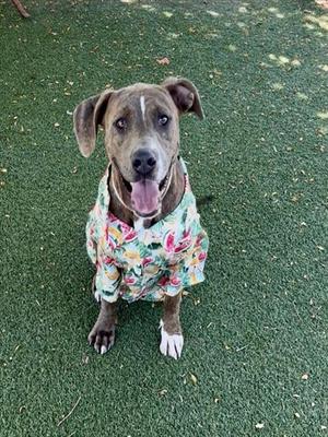 A brown and white dog wearing a colorful floral shirt, sitting on green grass.