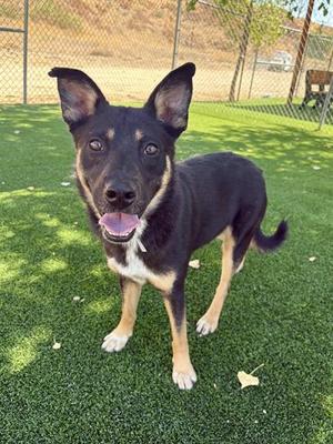 CUBBY, Australian Cattle Dog/Blue Heeler, adult, available for adoption