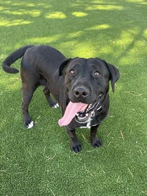 BAMBIA, Labrador Retriever, adult, available for adoption