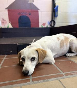 BUDDY, Jack Russell Terrier (Parson Russell Terrier) / Chihuahua, adult, available for adoption