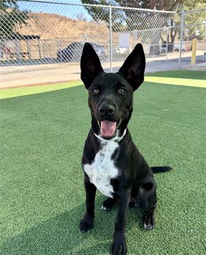 KOBE, Husky, young, available for adoption