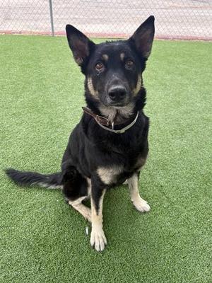 LYRA, German Shepherd Dog, adult, available for adoption