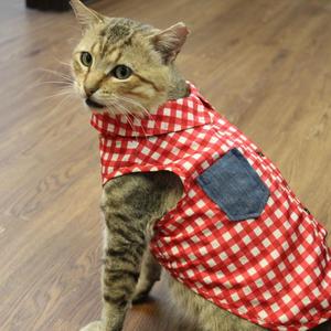 A tabby cat wearing a red and white checkered shirt with a blue pocket, sitting on a wooden floor.