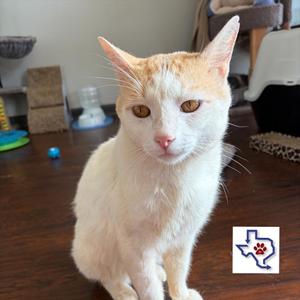 Ripley, young, available for adoption