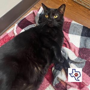 Anibal, adult, available for adoption