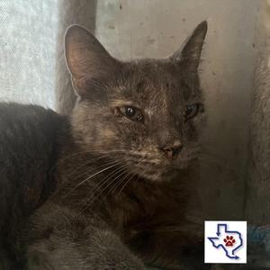 Amaya, adult, available for adoption