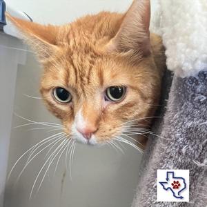 Paws, adult, available for adoption