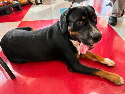 Max, Boxer / Beagle, young, available for adoption