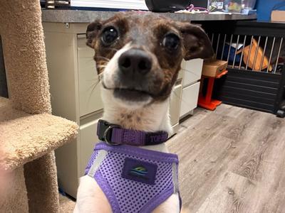 Reba, Chihuahua, adult, available for adoption