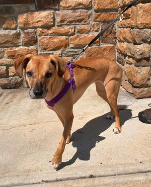 Sparrow, Terrier / Hound, adult, available for adoption